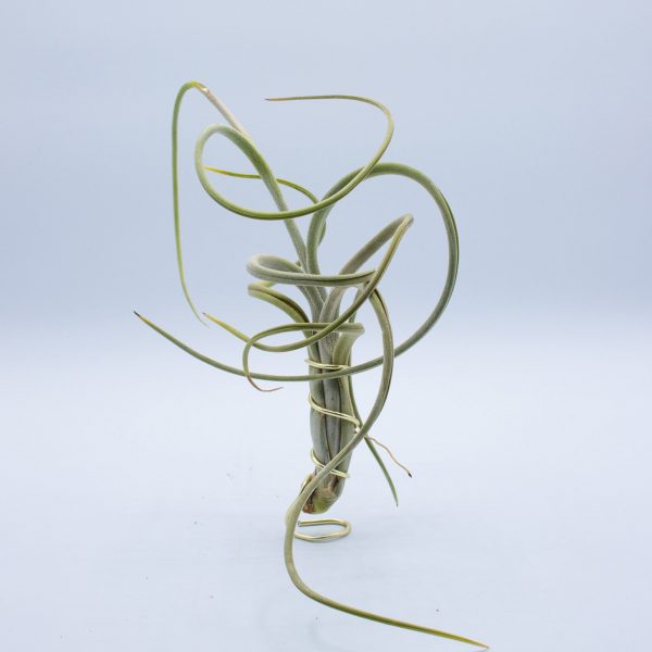 Tillandsia intermedia