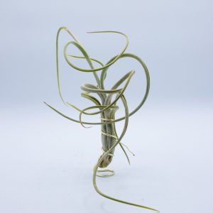 Tillandsia intermedia