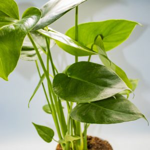 Monstera deliciosa