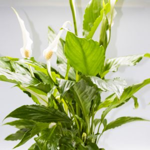 Spathiphyllum 'Peace Lilly'