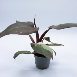 Philodendron 'Pink Princess'