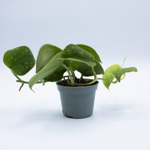 Philodendron scandens 'Pictus'