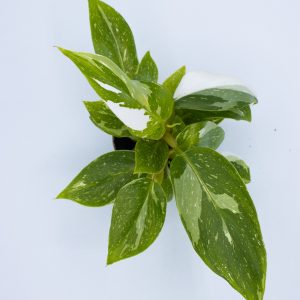 Philodendron 'White Princess'