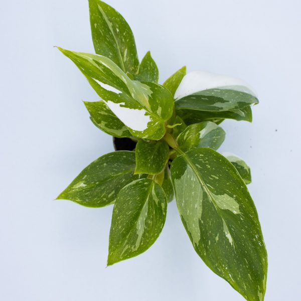 Philodendron 'White Princess'