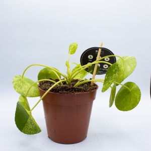 RESCUE ME: Pilea peperomioides 'Mojito'