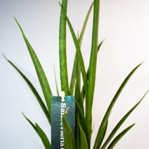 Sansevieria kirkii FRIENDS