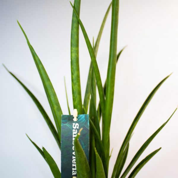 Sansevieria kirkii FRIENDS