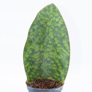Sansevieria masoniana 'Whale Fin'