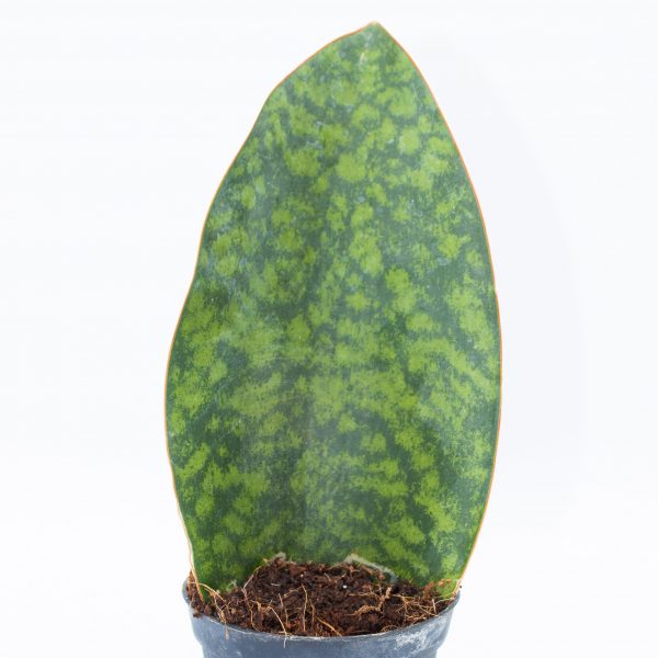 Sansevieria masoniana 'Whale Fin'