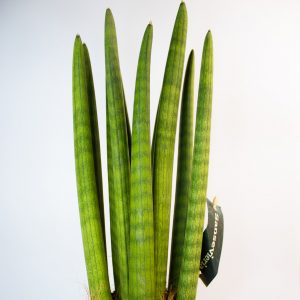 Sansevieria cylindrica 'Spaghetti'