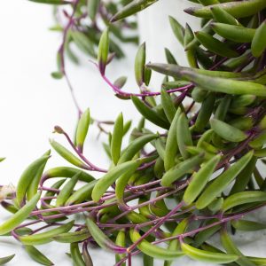 Senecio herreianus