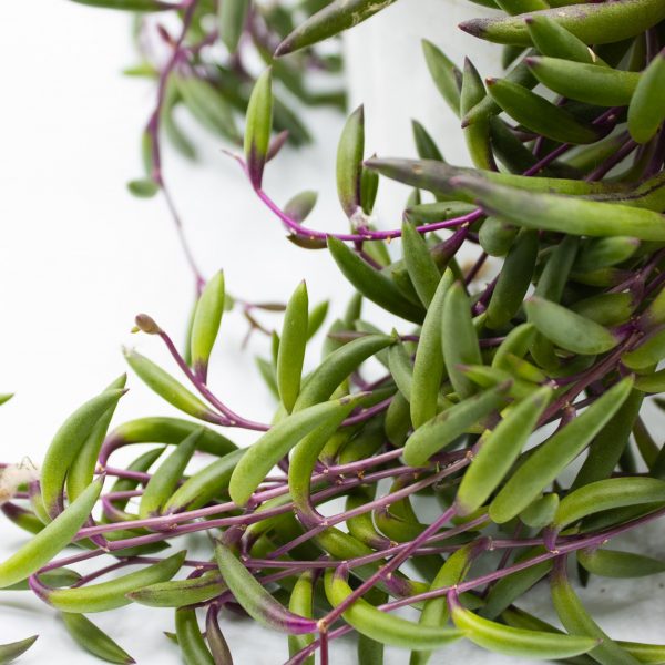 Senecio herreianus