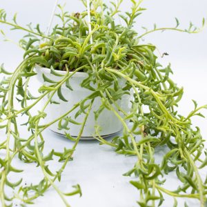 Senecio peregrinus 'String of Dolphins'