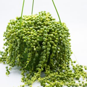 Senecio rowleyanus 'String of Pearls'