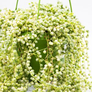 Senecio rowleyanus Variegata 'Variegated String of Pearls'