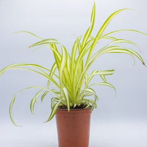 Chlorophytum 'Spider Plant'