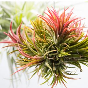 Tillandsia MIX