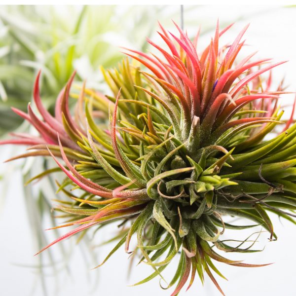 Tillandsia MIX