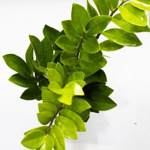 Zamioculcas zamiifolia 'ZZ Plant'