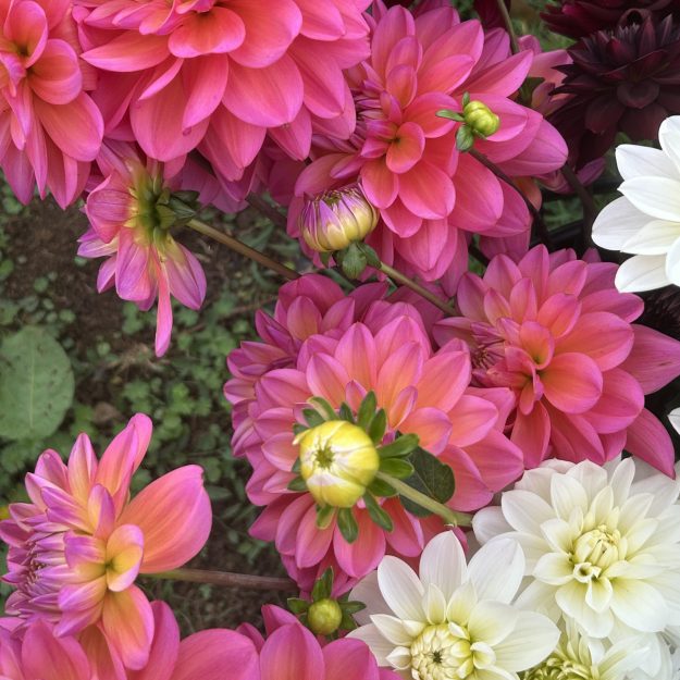 The Charlbury Flower Co.