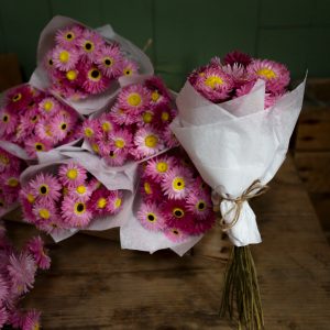 Dried pink Paper Daisies