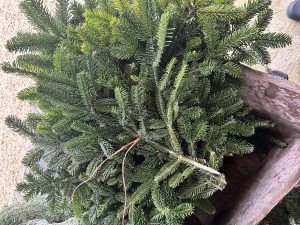 5kg British Nordmann fir bundle