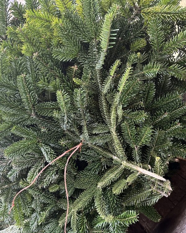 5kg British Nordmann fir bundle