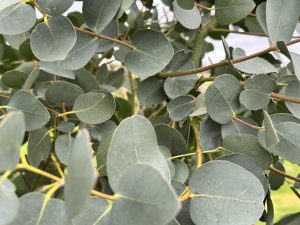 Eucalyptus