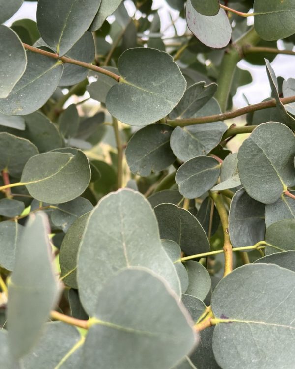 Eucalyptus