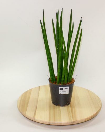Sansevieria cylindrica 12cm H42cm