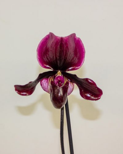 Paphiopedilum Black Jack 9cm H15cm
