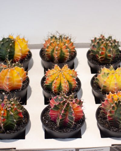 Christmas Wreath Workshop