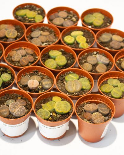 lithops - Choose One from our selection 5.5cm H8cm