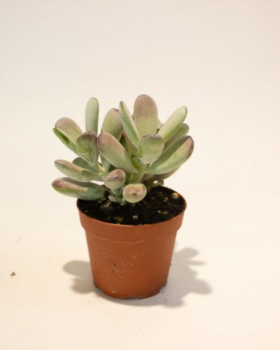 Cotyledon Orbiculata 8.5cm H16cm