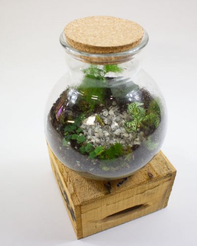 Terrarium Kit - Choose from small, medium or large