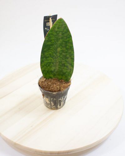 Sansevieria Masoniana Whale Fin 8.5cm H20cm