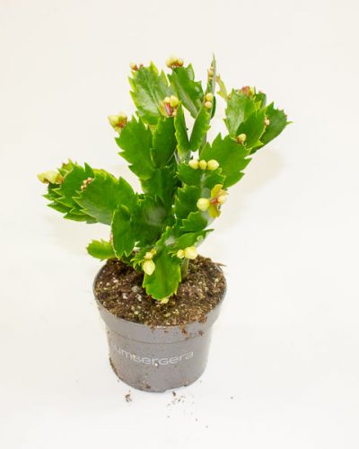 Schlumbergia - Christmas Cacti Mixed 10.5cm H20cm