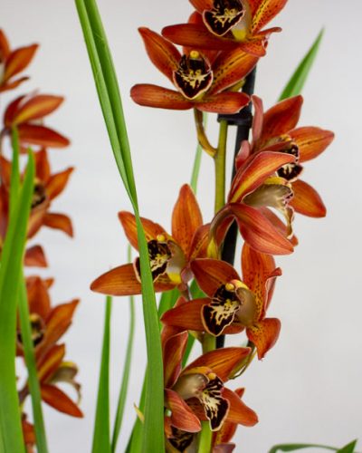 Cymbidium mixed 14cm H85cm