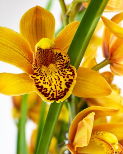 Cymbidium Floribundum 14cm H70cm