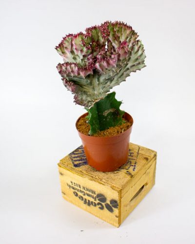 Euphorbia lactea Cristata 10.5cm H22cm