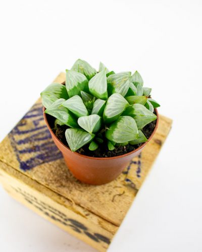 Haworthia retusa 8.5cm H14cm