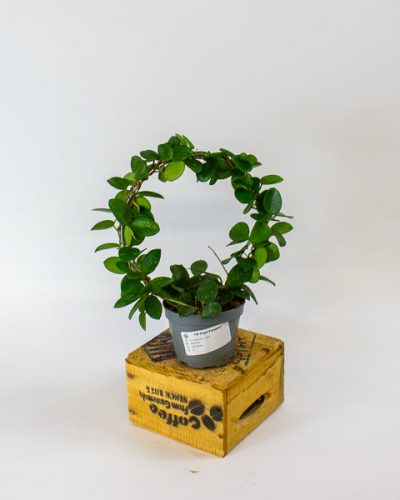 Hoya Mathilde on trellis 9cm H15cm