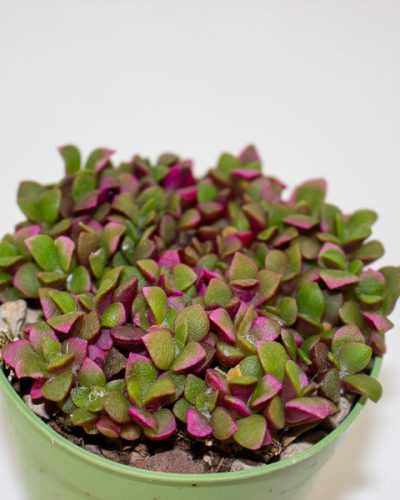 Anacampseros telephiastrum variegata ‘Sunrise’ 6.5cm H8cm