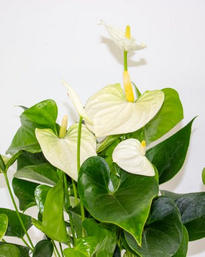Anthurium andreanum Cocos 12cm H48cm