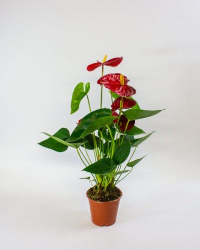 Anthurium andreanum Jambo Red 12cm H50cm