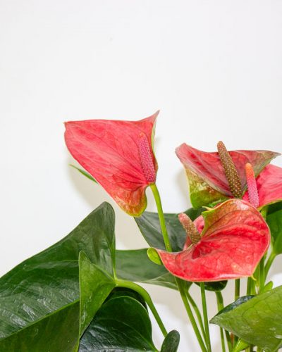 Anthurium andreanum Sweet Dream 12cm H43cm