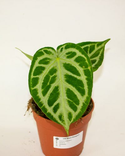 Anthurium Silver Blush 12cm H25cm