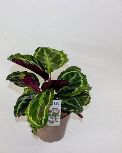 Calathea Medallion 14cm H30cm
