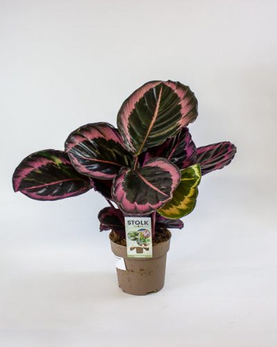 Calathea roseopicta Dottie 14cm H50cm