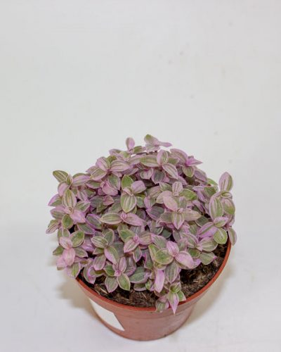 Callisia Repens 'Kribo'  8.5cm H15cm
